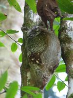 101 fliegender Lemur, Bako Nationalpark, Borneo, Malaysia