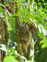 102 fliegender Lemur, Bako Nationalpark, Borneo, Malaysia