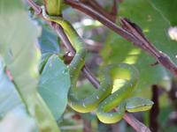 103 Lanzenotter, Bako Nationalpark, Borneo, Malaysia