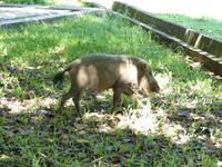 104 Bartschwein, Bako Nationalpark, Borneo, Malaysia