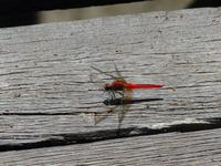 107 Libelle, Bako Nationalpark, Borneo, Malaysia