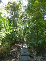 112 Delima Trail, Bako Nationalpark, Borneo, Malaysia