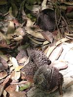 113 wilde Durian, Bako Nationalpark, Borneo, Malaysia