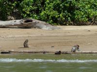 124 Makaken, Bako Nationalpark, Borneo, Malaysia