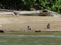 125 Makaken, Bako Nationalpark, Borneo, Malaysia