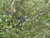 131 Eisvogel, Bootsfahrt, Bako Nationalpark, Borneo, Malaysia