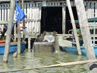 133 Qualenfang, Bootsfahrt, Bako Nationalpark, Borneo, Malaysia