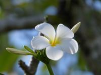 137 Franchipani, Borneo, Malaysia