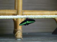 152 Rajah Brook Schmetterling, Gunung Mulu Nationalpark, Borneo, Malaysia