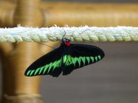 153 Rajah Brook Schmetterling, Gunung Mulu Nationalpark, Borneo, Malaysia