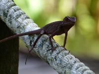 154 Agame, Gunung Mulu Nationalpark, Borneo, Malaysia