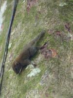 155 Eichhörnchen,Gunung Mulu Nationalpark, Borneo, Malaysia