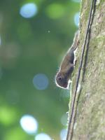 156 Eichhörnchen,Gunung Mulu Nationalpark, Borneo, Malaysia