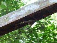 157 Spinne,Gunung Mulu Nationalpark, Borneo, Malaysia