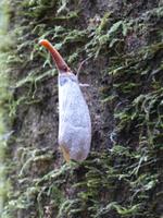 161 Laternenkäfer, Gunung Mulu Nationalpark, Borneo, Malaysia