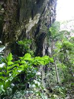 168 Deer Cave, Gunung Mulu Nationalpark, Borneo, Malaysia