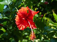 185 Hibiskus, Gunung Mulu Nationalpark, Borneo, Malaysia