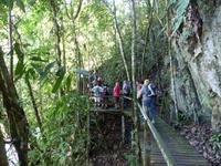 195 Gunung Mulu Nationalpark, Borneo, Malaysia