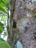 198 Laternenkäfer, Gunung Mulu Nationalpark, Borneo, Malaysia