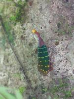207 Laternenkäfer, Gunung Mulu Nationalpark, Borneo, Malaysia