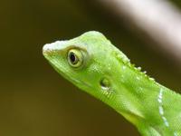 215 Agame Gunung Mulu Nationalpark, Borneo, Malaysia