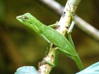 216 Agame Gunung Mulu Nationalpark, Borneo, Malaysia