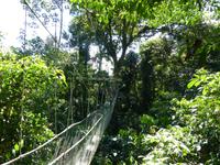 217 Canopy Walk, Gunung Mulu Nationalpark, Borneo, Malaysia