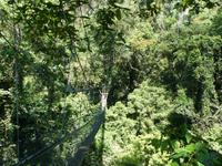 218 Canopy Walk, Gunung Mulu Nationalpark, Borneo, Malaysia
