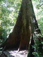 220 Gunung Mulu Nationalpark, Borneo, Malaysia
