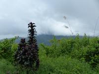 248 Mt. Kinabalu, Sabah, Borneo, Malaysia