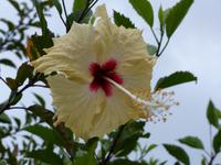 249 Hibiskus, Kinabalu Park, Sabah, Borneo, Malaysia