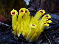 251 wilder Ingwer, Kinabalu Nationalpark, Sabah, Borneo, Malaysia