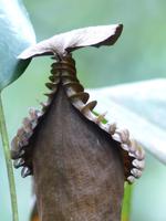 252 Kannenpflanze, Kinabalu Nationalpark, Sabah, Borneo, Malaysia