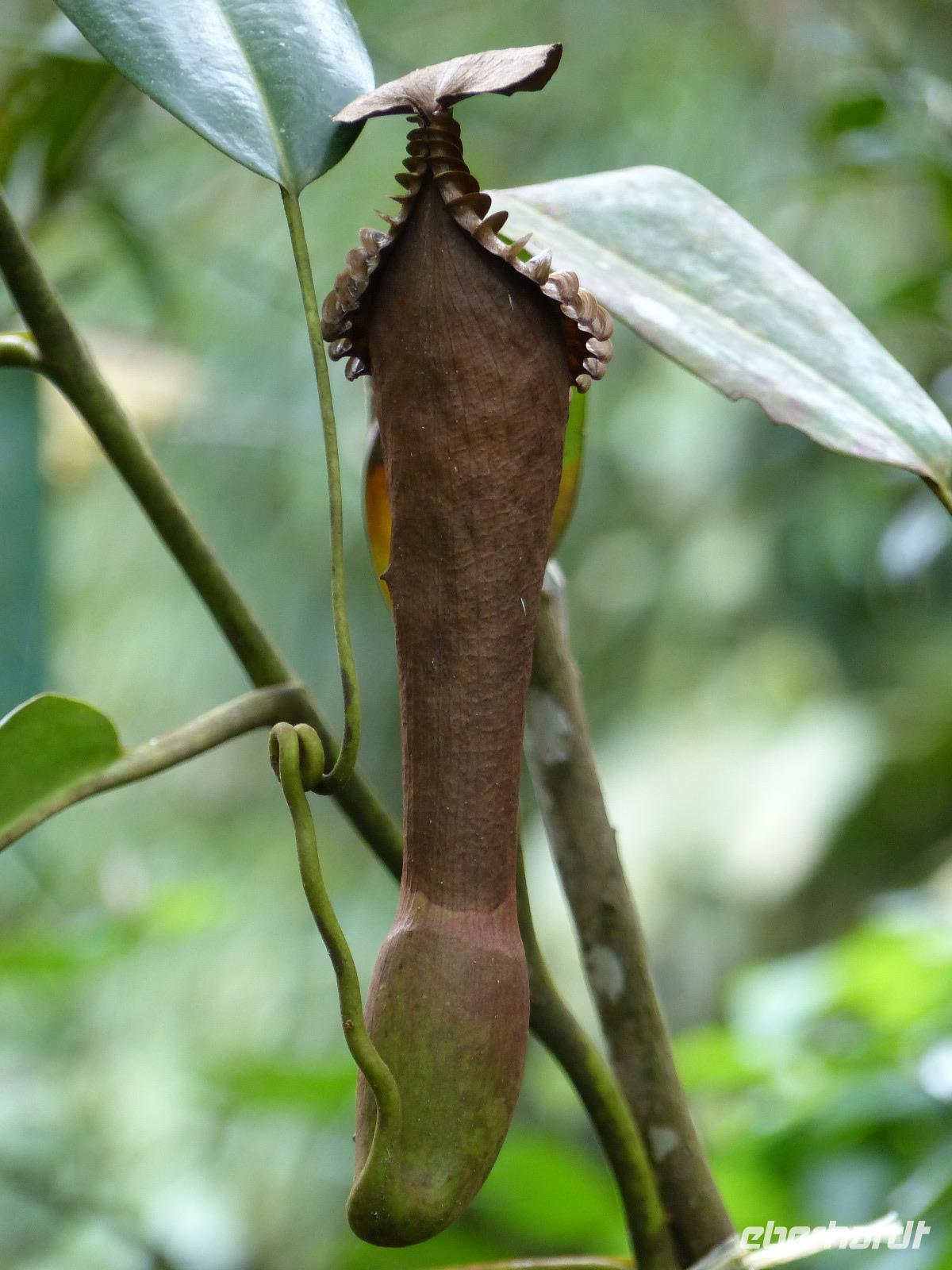 254 Kannenpflanze, Kinabalu Nationalpark, Sabah, Borneo, Malaysia