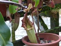 255 Kannenpflanze, Kinabalu Nationalpark, Sabah, Borneo, Malaysia