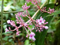 257 Medinilla, Kinabalu Nationalpark, Sabah, Borneo, Malaysia