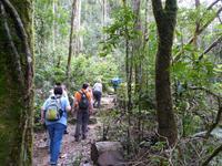 260 Kinabalu Nationalpark, Sabah, Borneo, Malaysia