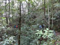 264 Kinabalu Nationalpark, Sabah, Borneo, Malaysia
