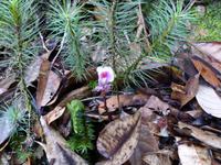 265 Totblatt-Orcidee, Kinabalu Nationalpark, Sabah, Borneo, Malaysia