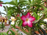 279, Georg Town, Penang, Malaysia