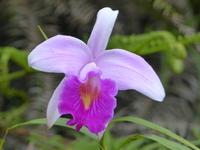 333 Wilde Orchidee, Cameron Highlands, Malaysia