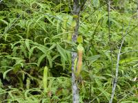 334 Kannenpflanzen, Cameron Highlands, Malaysia