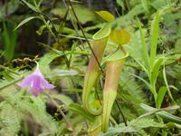 335 Kannenpflanzen, Cameron Highlands, Malaysia