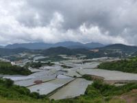 338 Gemüseanbau, Cameron Highlands, Malaysia