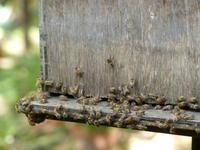 340 Bienenfarm, Cameron Highlands, Malaysia