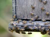 341 Bienenfarm, Cameron Highlands, Malaysia