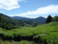 343 Teeplantage, Cameron Highlands, Malaysia