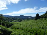 345 Teeplantage, Cameron Highlands, Malaysia