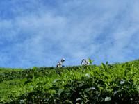 346 Teeplantage, Cameron Highlands, Malaysia