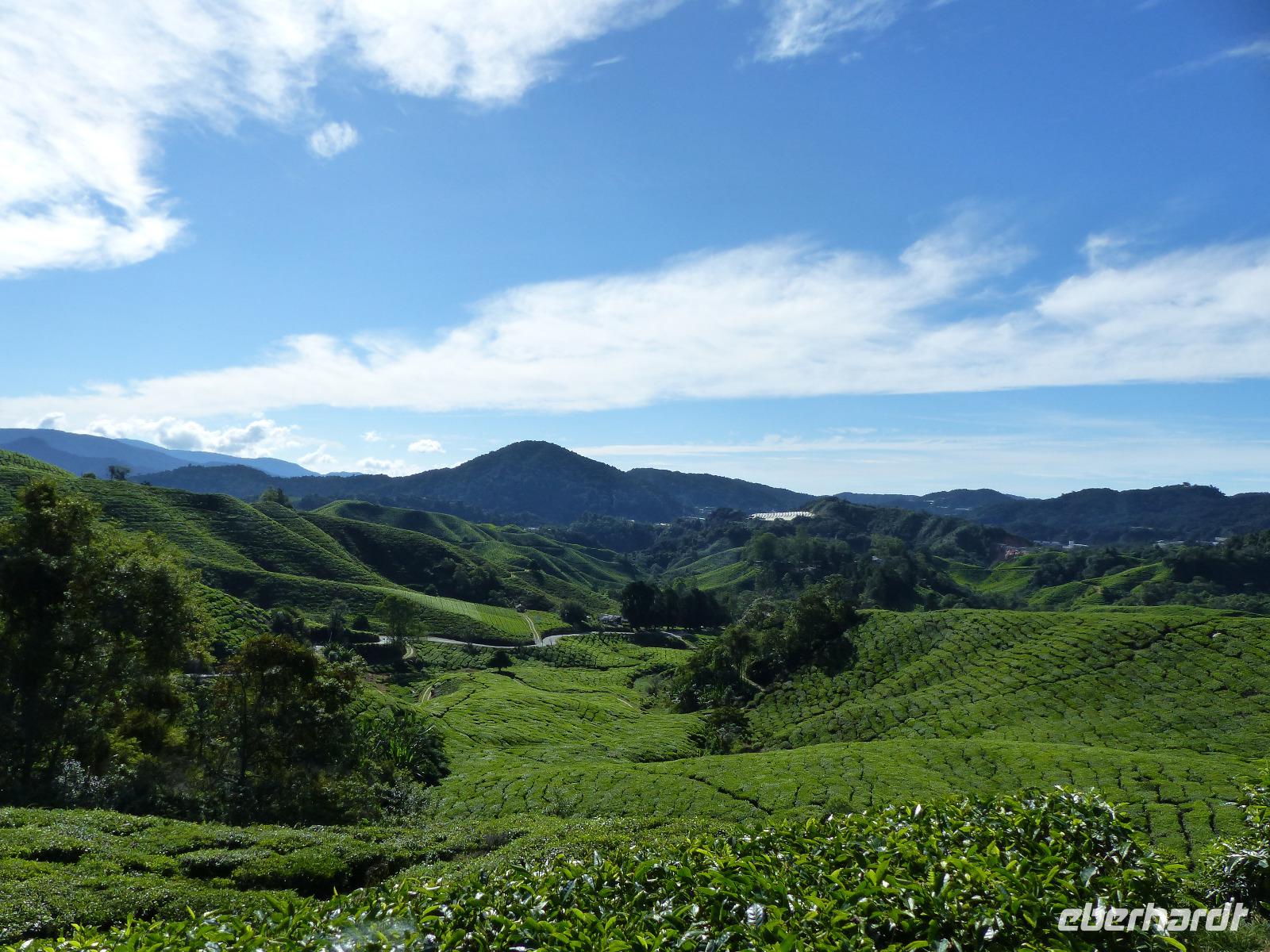 350 Teeplantage, Cameron Highlands, Malaysia